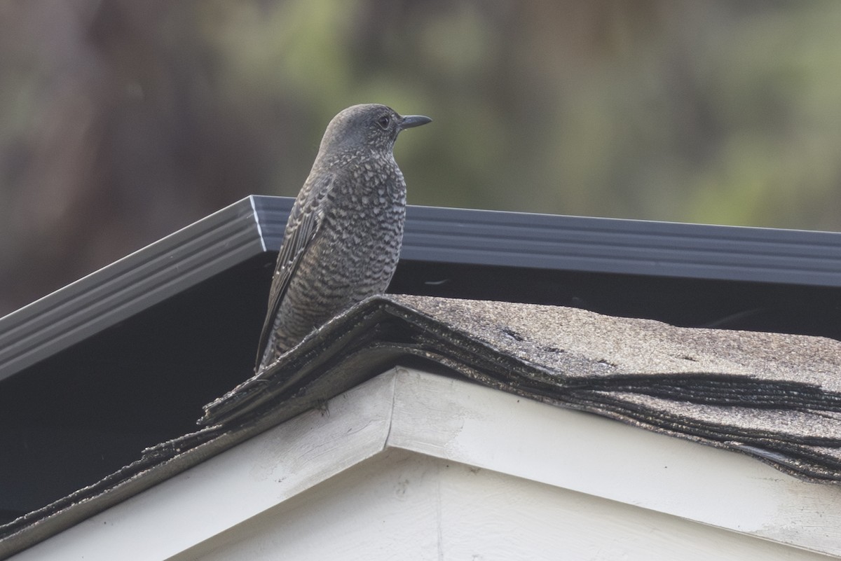 Blaumerle - ML646827991