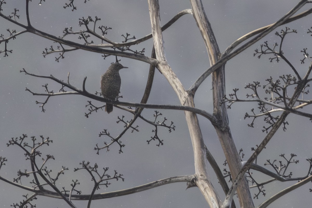 Blaumerle - ML646827992