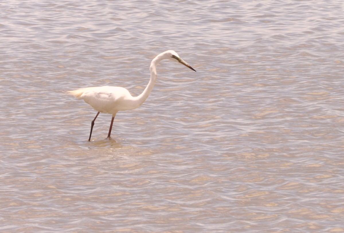 Great Egret - ML646827994