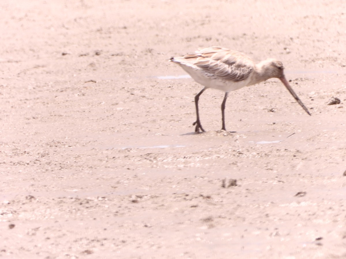 Barge rousse - ML646827997