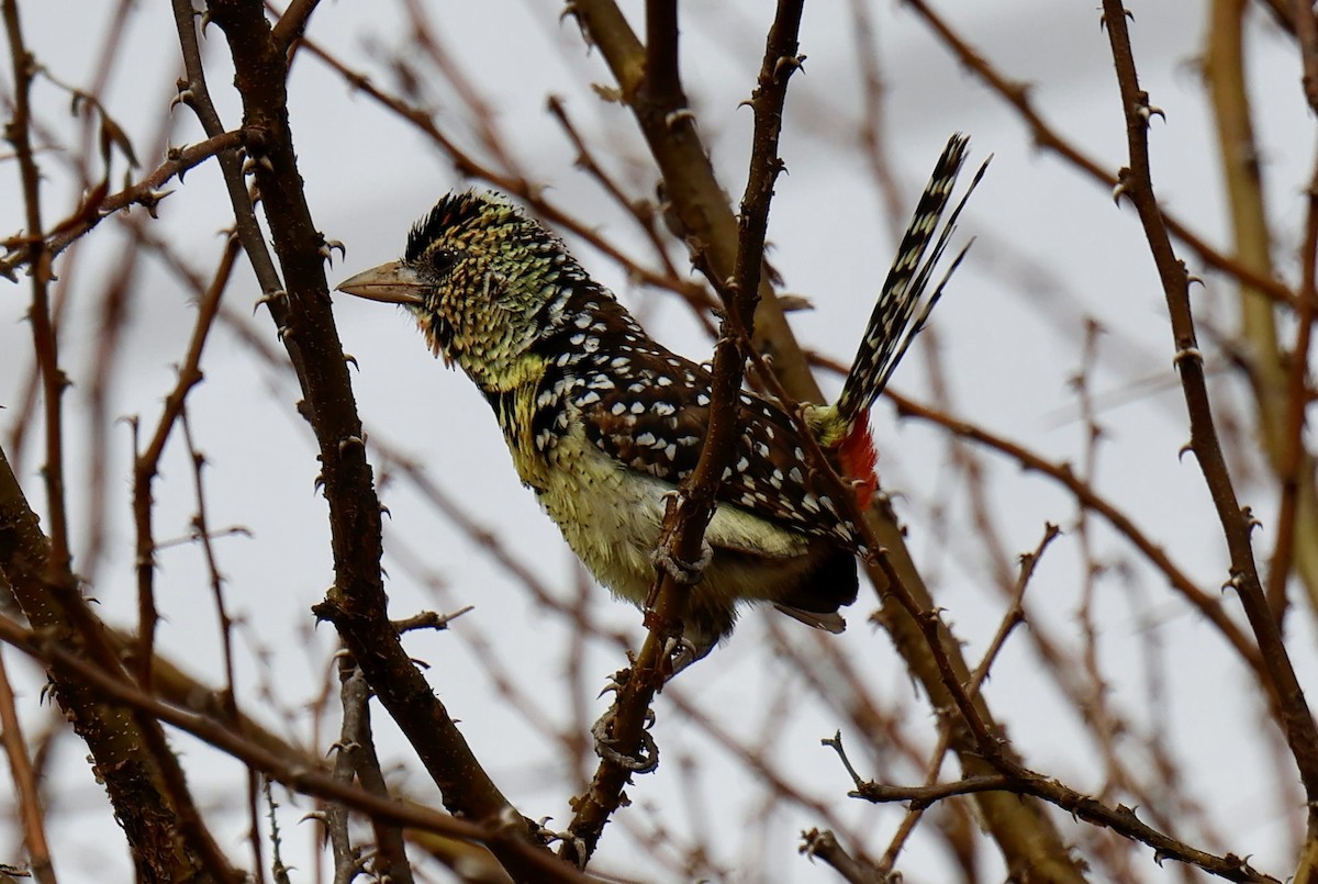 D'Arnaud's Barbet - ML646827999