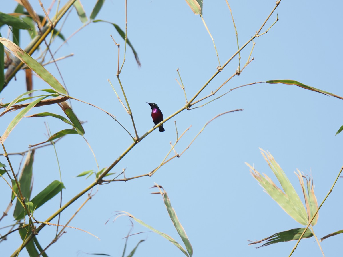 Van Hasselt's Sunbird - ML646828000