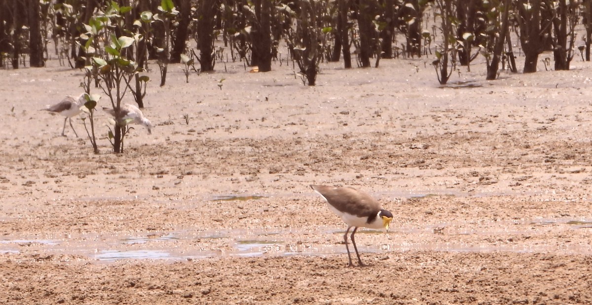 Vanneau soldat - ML646828001