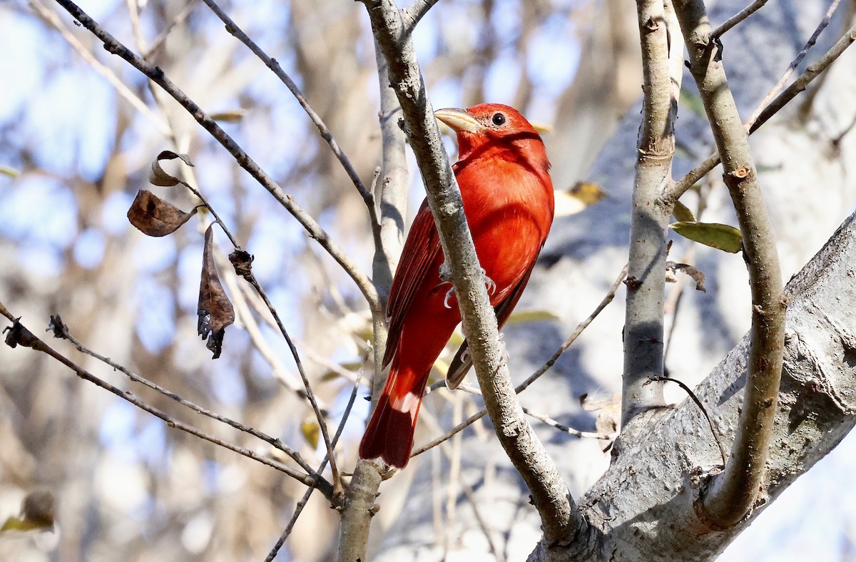 Summer Tanager - ML646828002