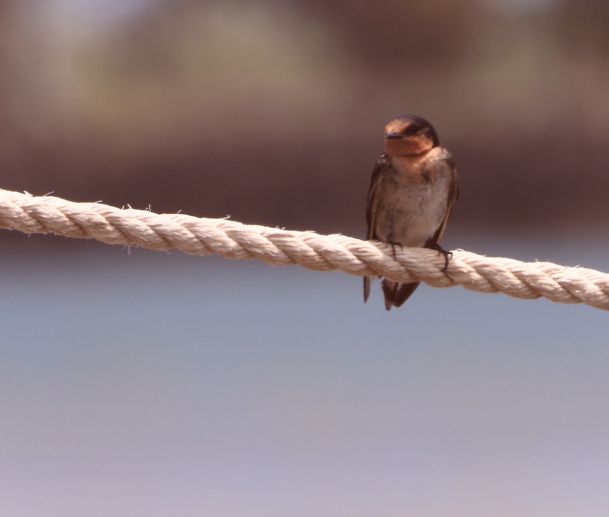 Hirondelle messagère - ML646828004