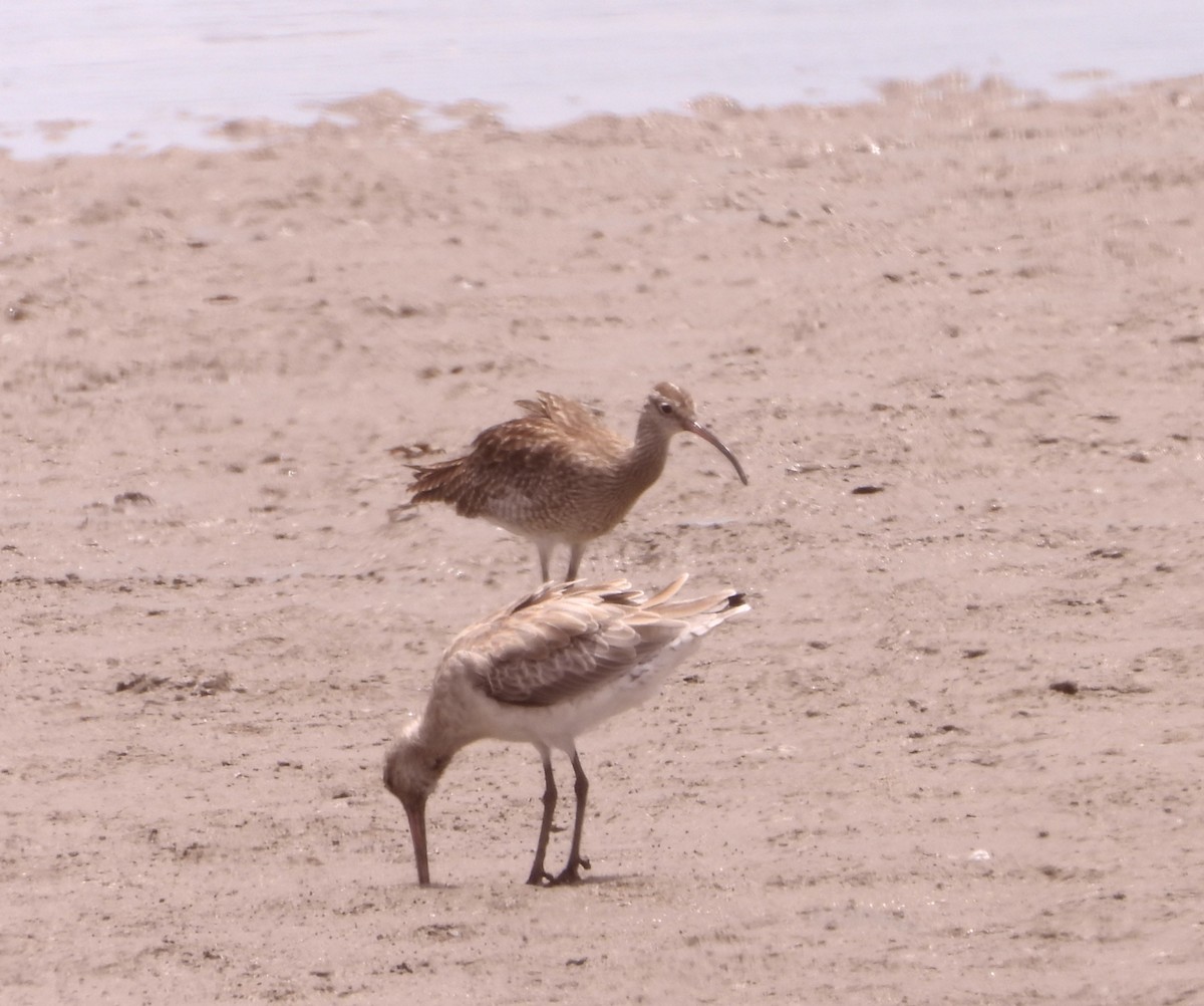 Courlis corlieu - ML646828006