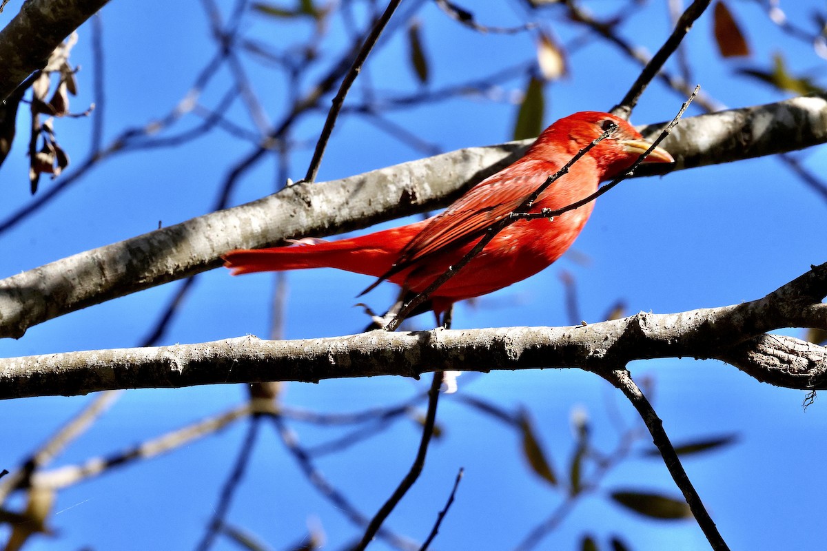Summer Tanager - ML646828007