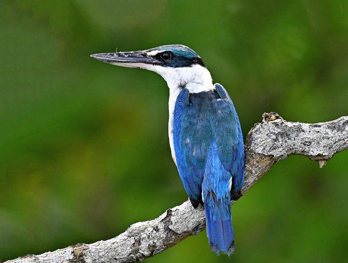 Collared Kingfisher - ML646828010