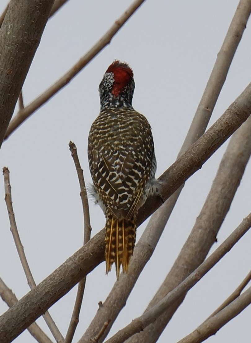 Nubian Woodpecker - ML646828011
