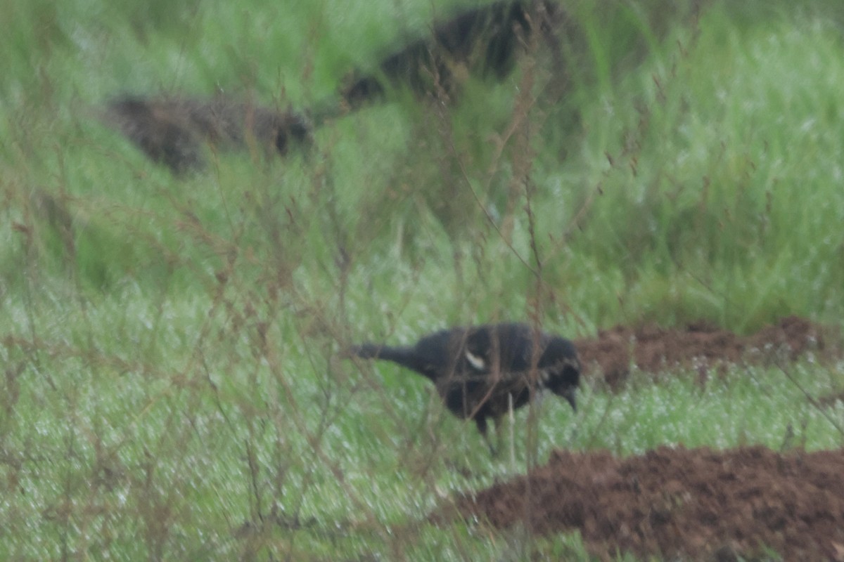 Tricolored Blackbird - ML646828012