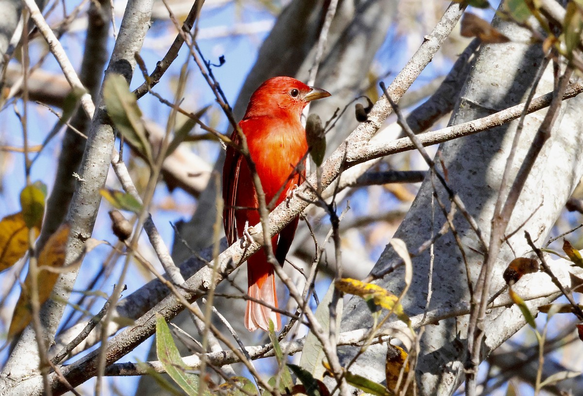 Summer Tanager - ML646828014