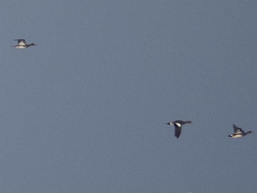 ברווז אמריקני - ML646828015