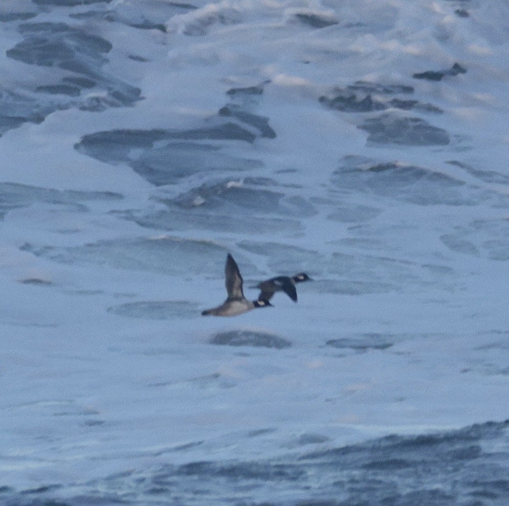 עבראש לבנוני - ML646828016