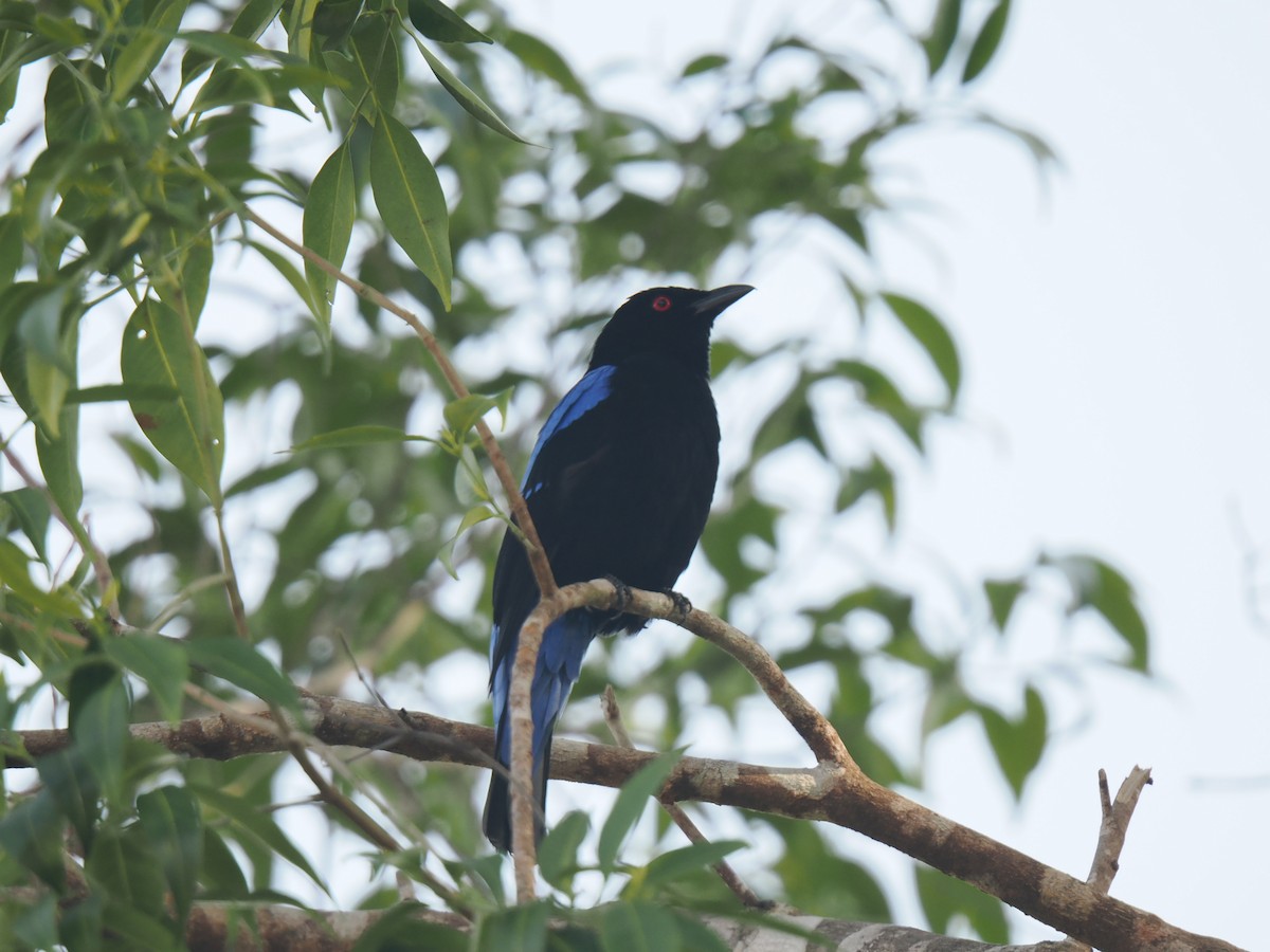 Asian Fairy-bluebird - ML646828021