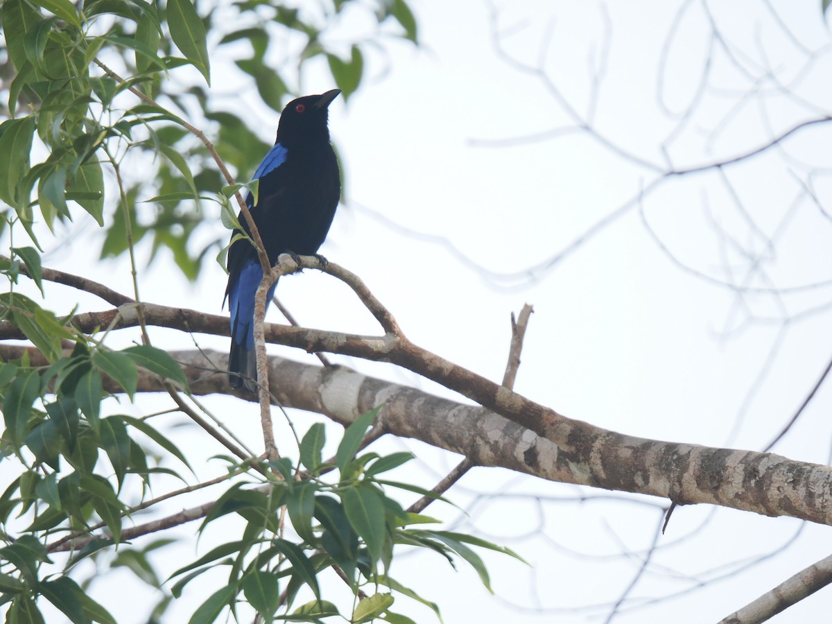 Asian Fairy-bluebird - ML646828022