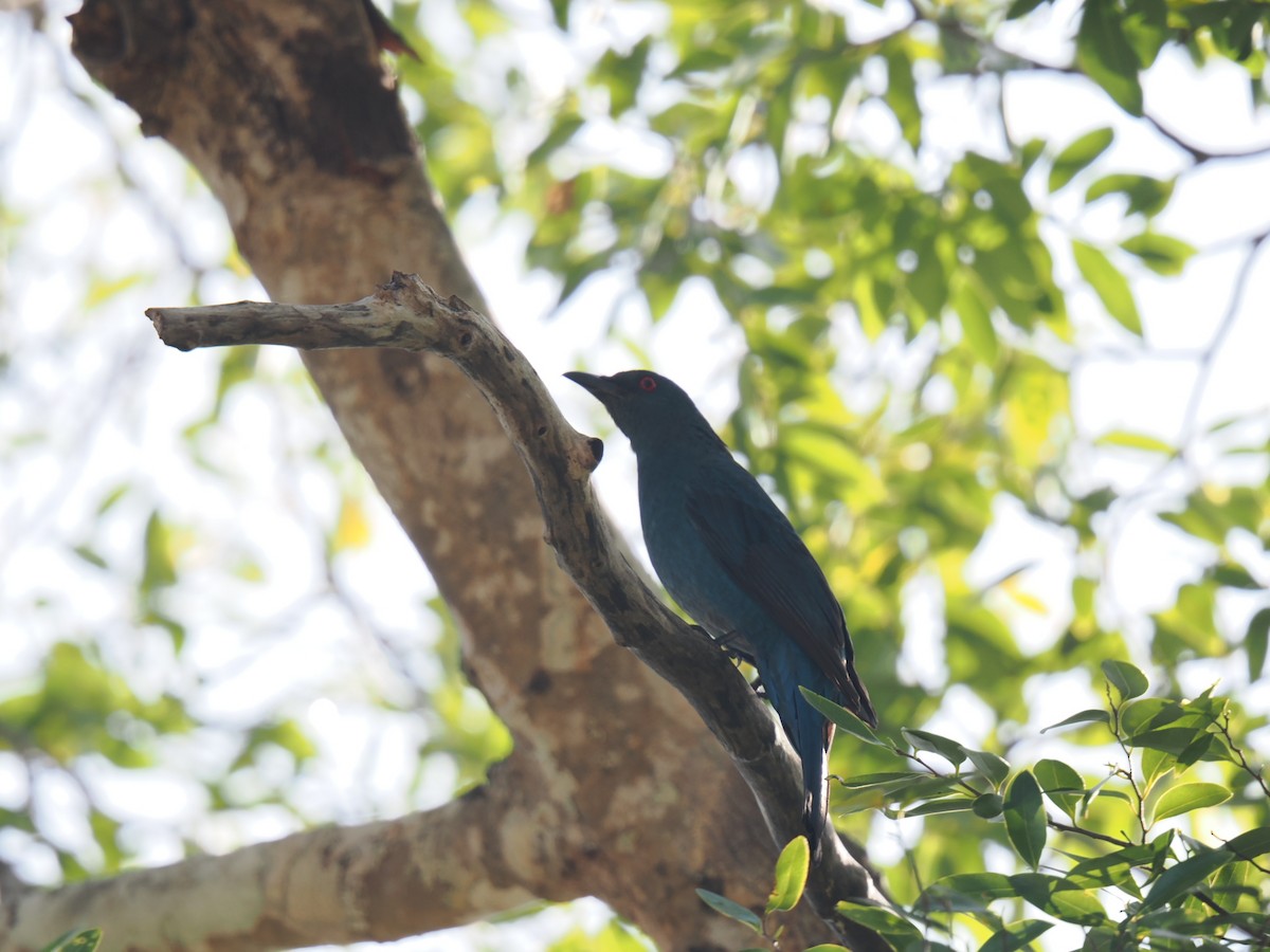 Asian Fairy-bluebird - ML646828023
