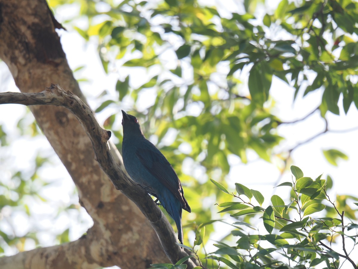 Asian Fairy-bluebird - ML646828024