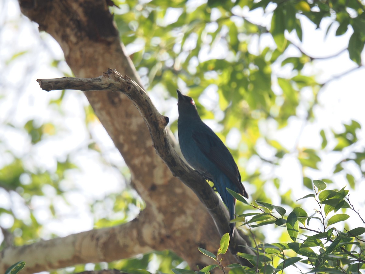 Asian Fairy-bluebird - ML646828025