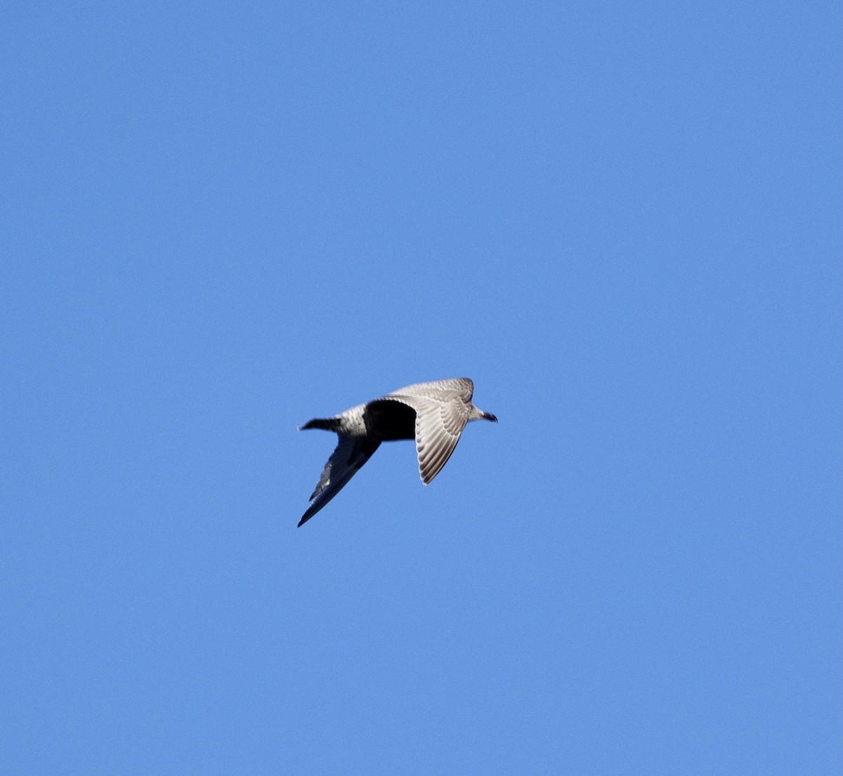 שחף בלתי-מזוהה (גדול) - ML646828026