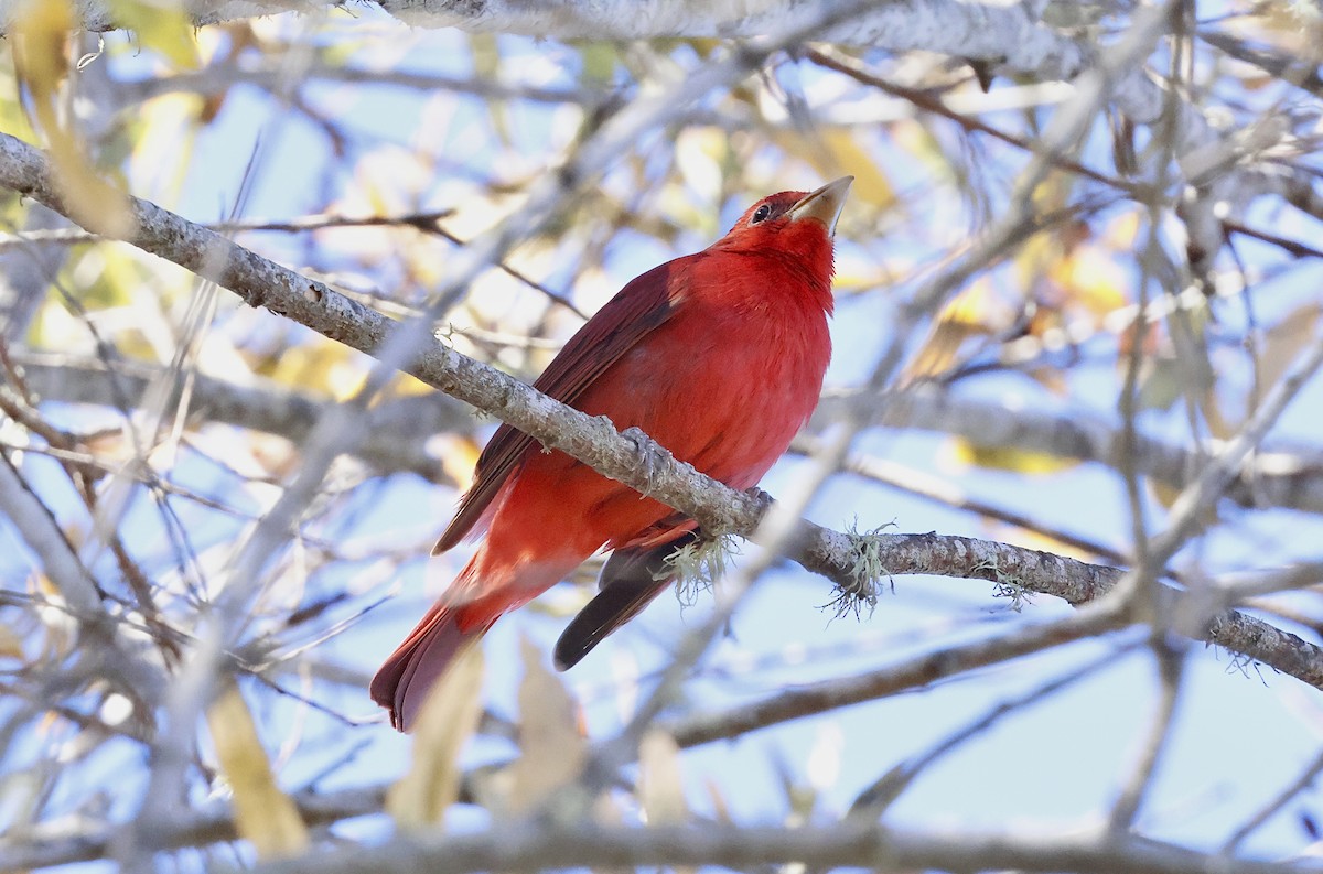 Summer Tanager - ML646828028