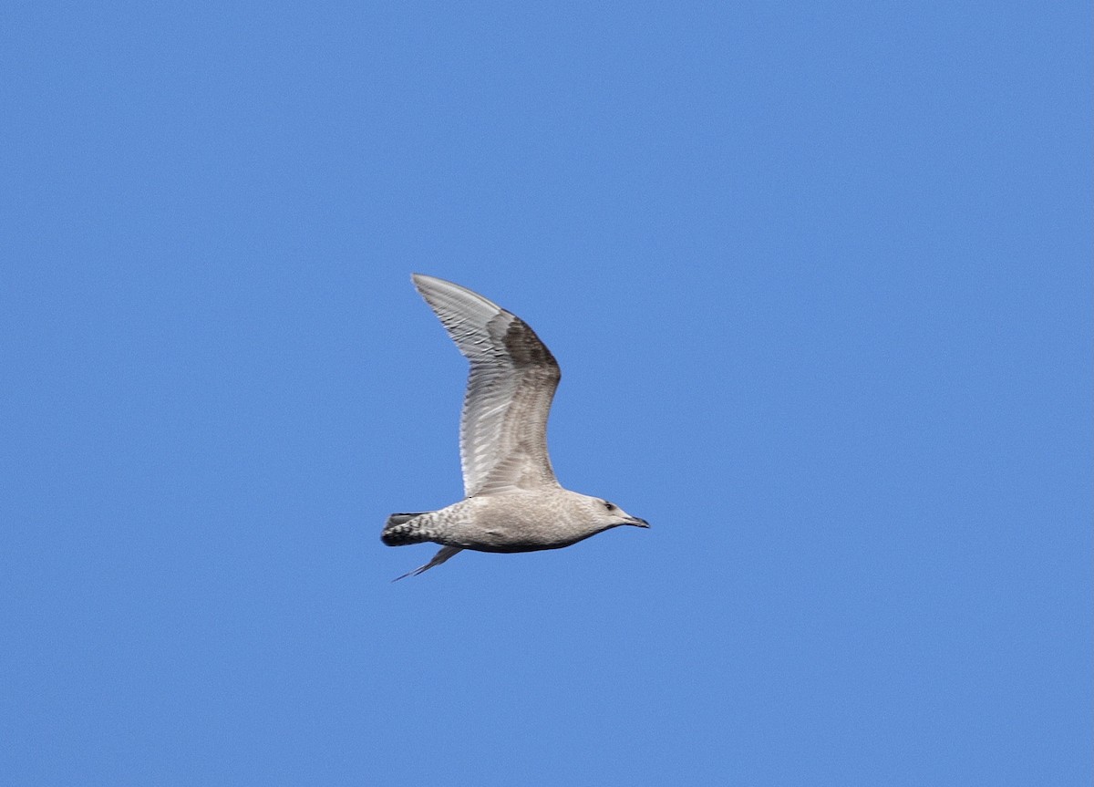 שחף בלתי-מזוהה (גדול) - ML646828032