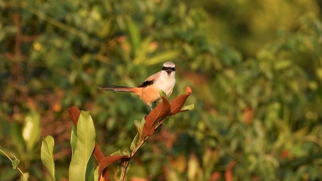 Pie-grièche schach - ML646828035