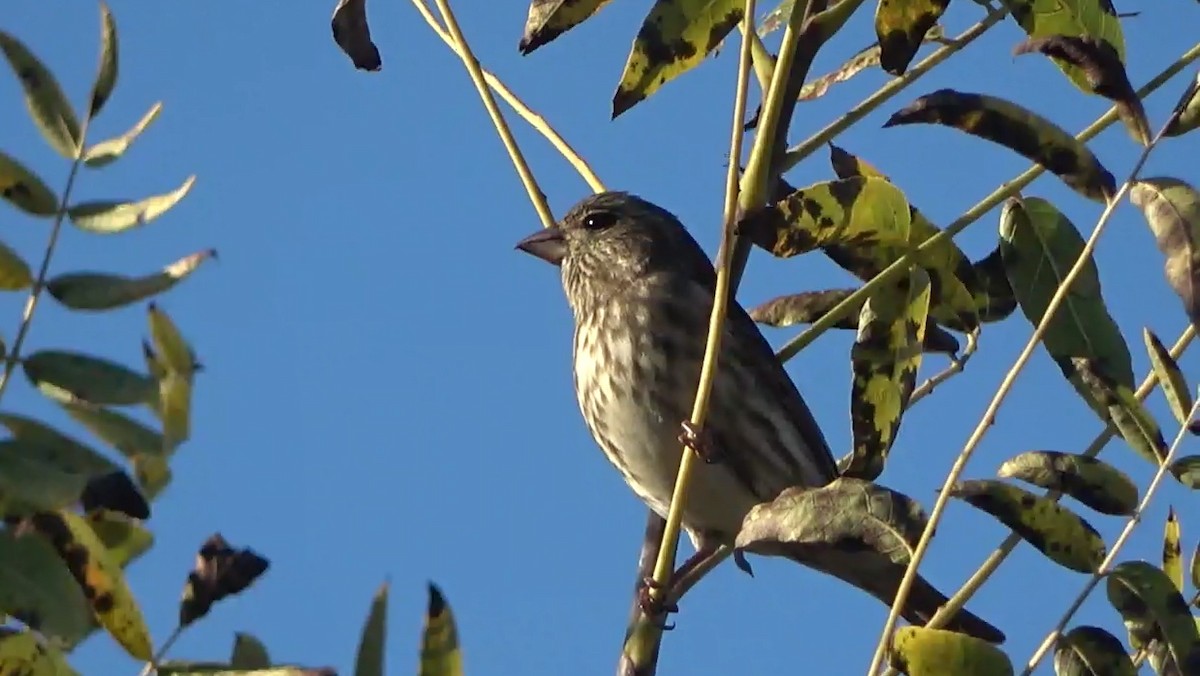 Purple Finch - ML646828036