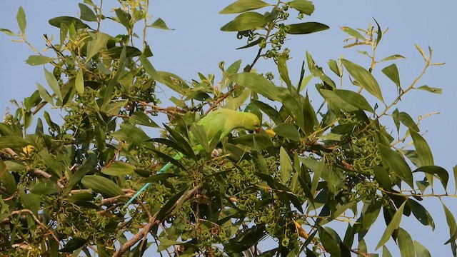 Попугай Крамера - ML646828038