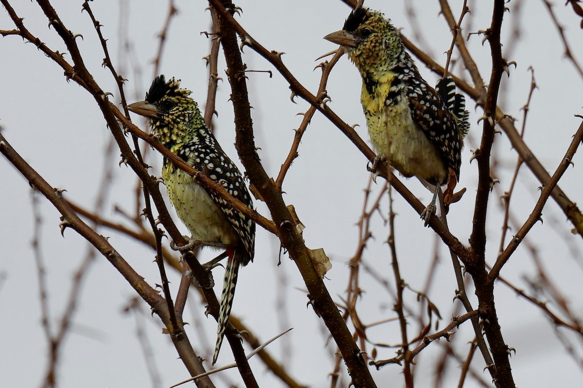 D'Arnaud's Barbet - ML646828039