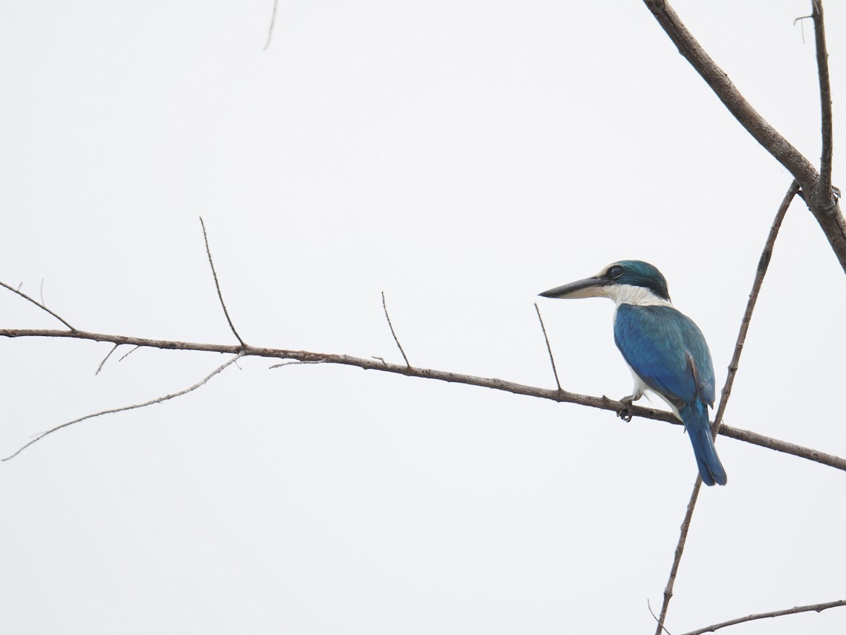 白領翡翠 - ML646828042