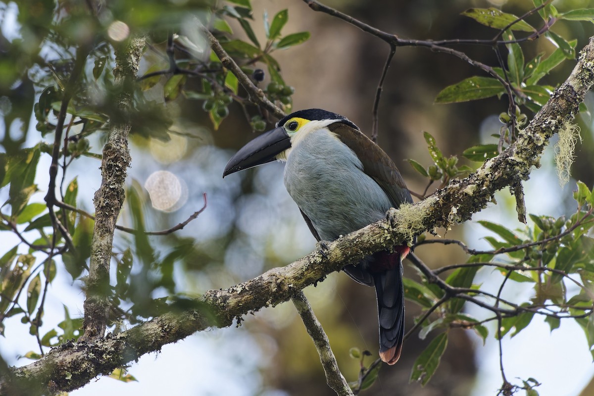 Андигена білощока - ML646828043