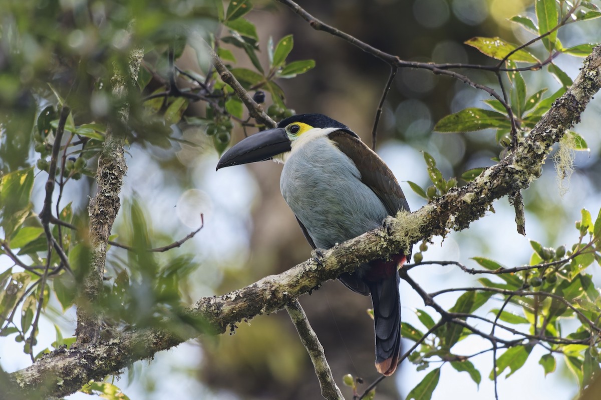 Андигена білощока - ML646828045
