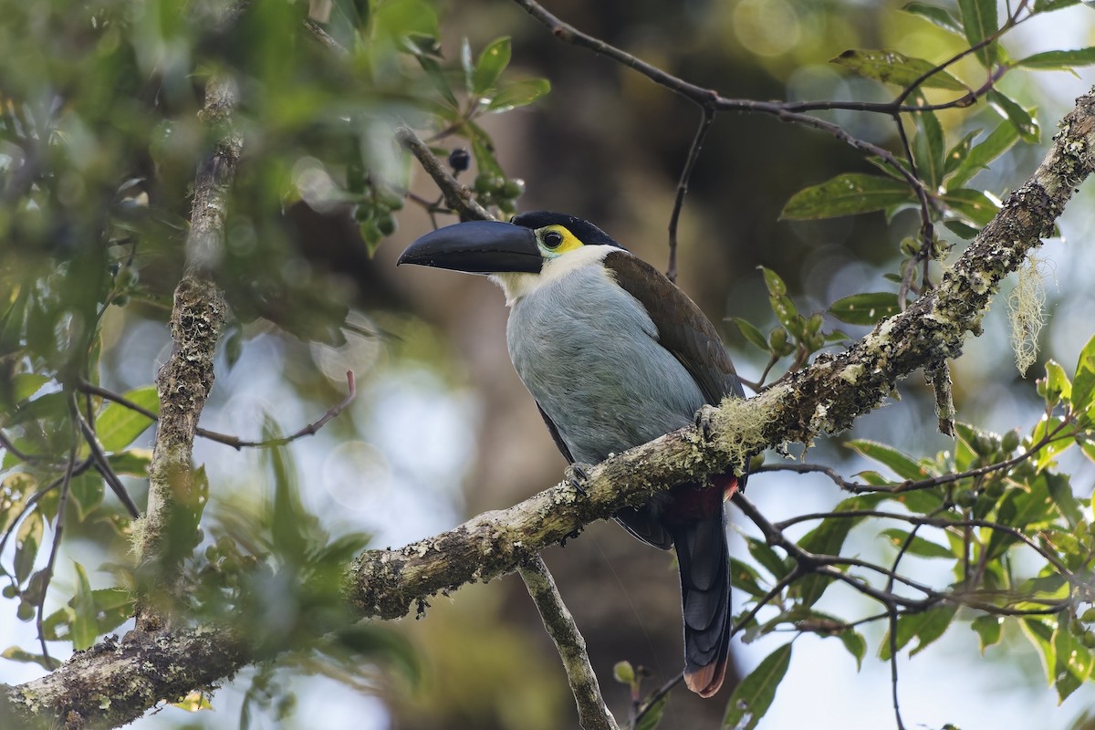 Андигена білощока - ML646828046