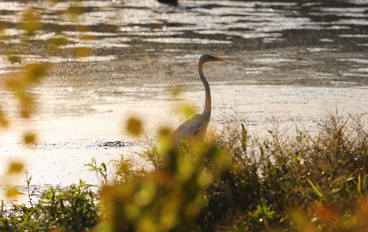 Great Egret - ML646828048