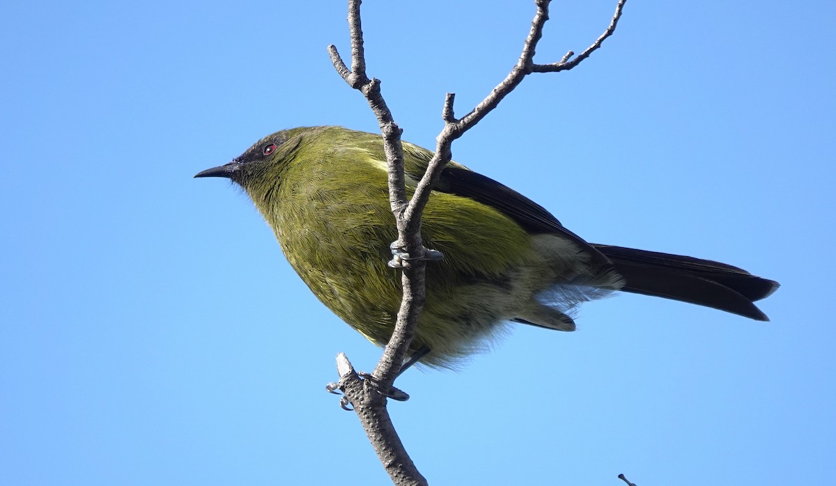 New Zealand Bellbird - ML646828049