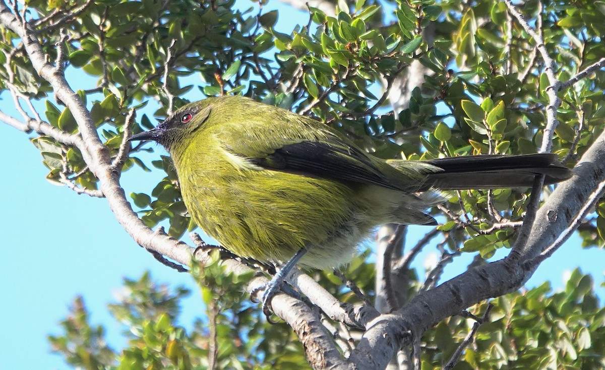 New Zealand Bellbird - ML646828052
