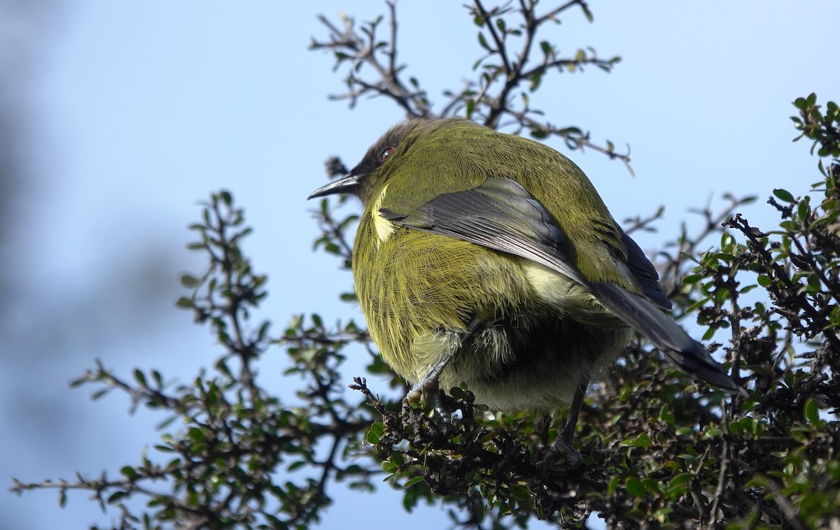 New Zealand Bellbird - ML646828053