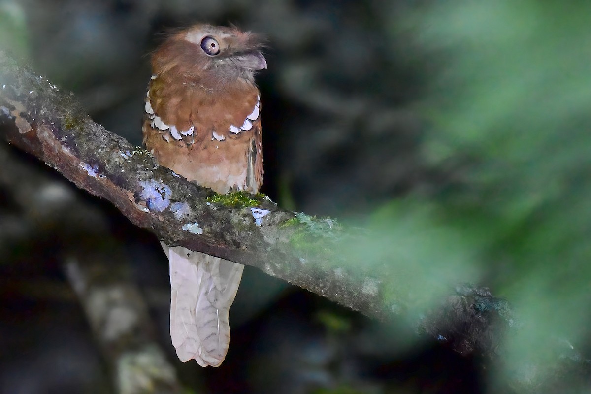 Philippine Frogmouth - ML646828055