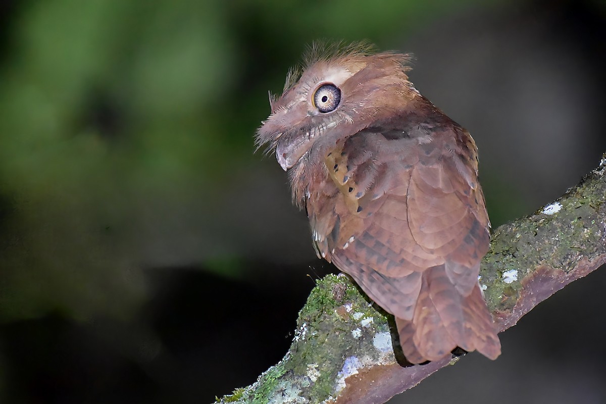 Philippine Frogmouth - ML646828056