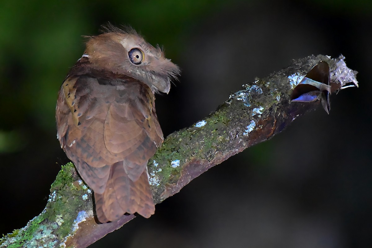 Philippine Frogmouth - ML646828057