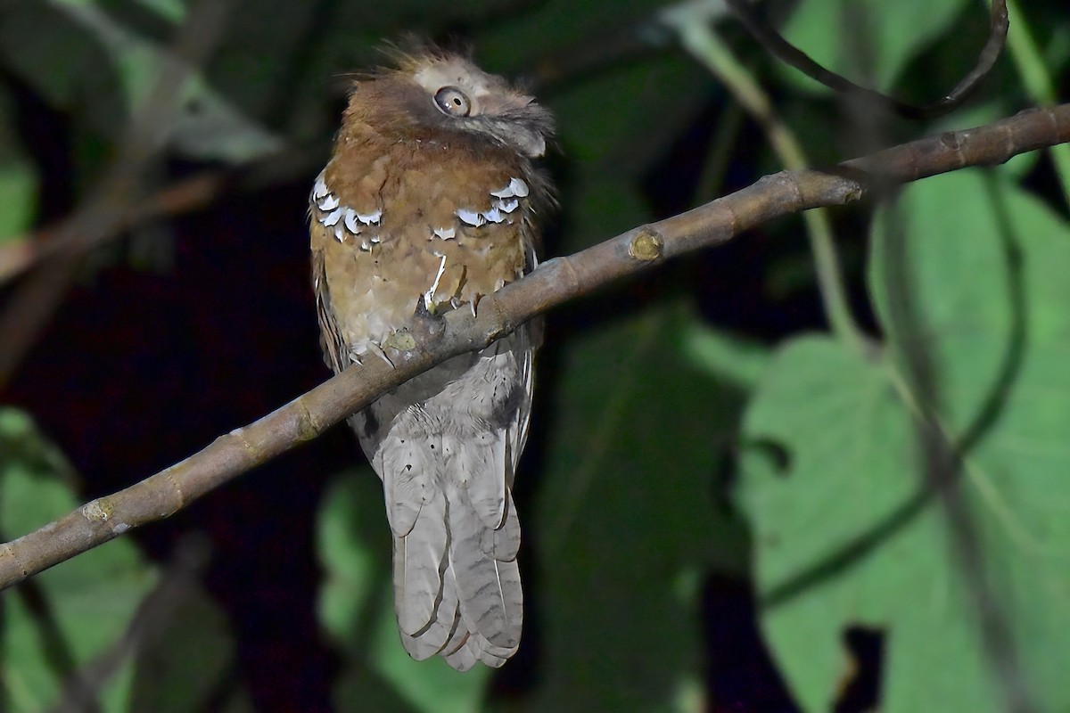 Philippine Frogmouth - ML646828058
