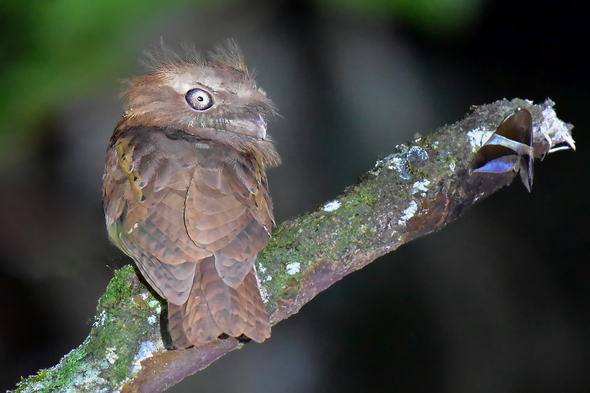 Philippine Frogmouth - ML646828059
