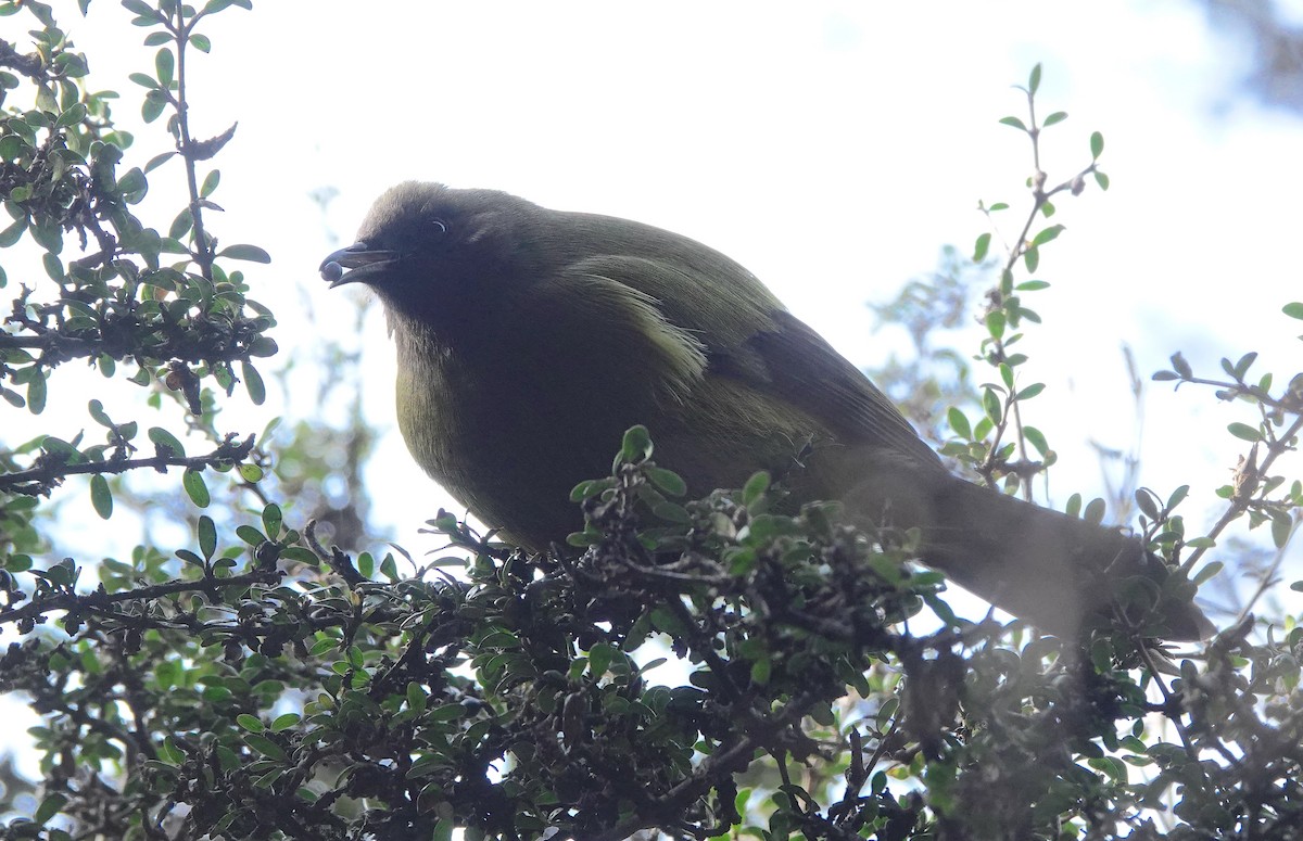 New Zealand Bellbird - ML646828060