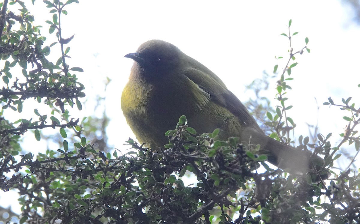 New Zealand Bellbird - ML646828061