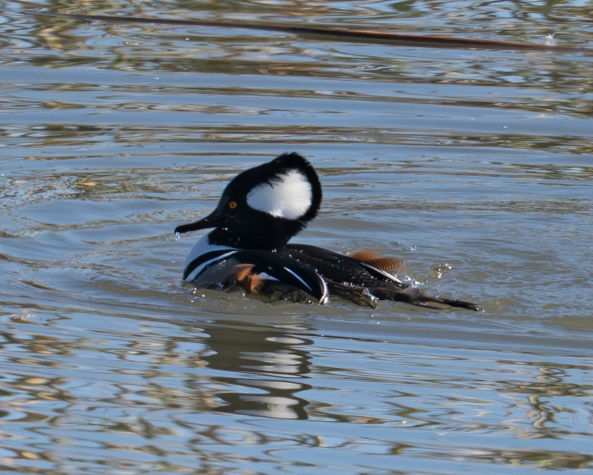 Hooded Merganser - ML646828062