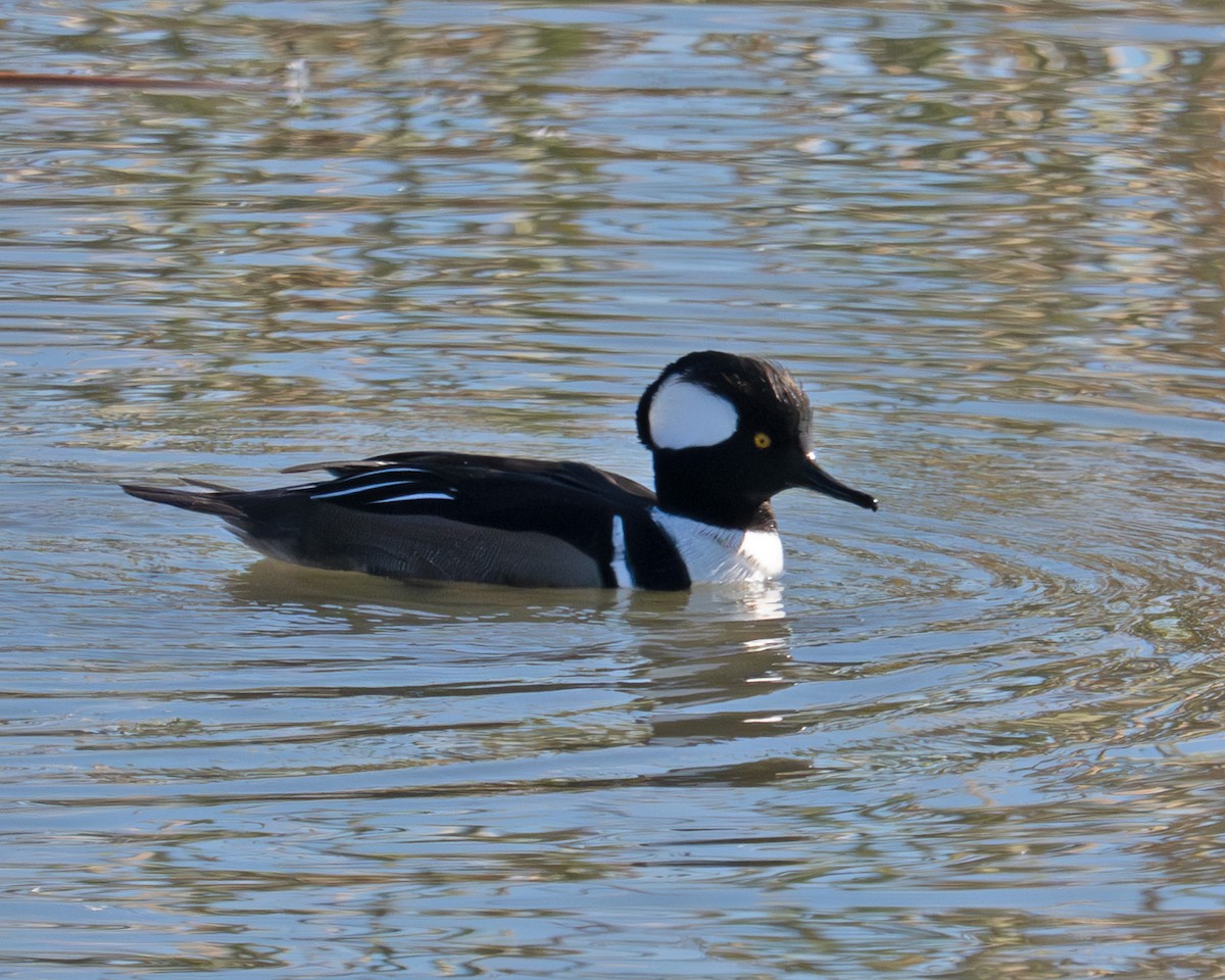Hooded Merganser - ML646828063