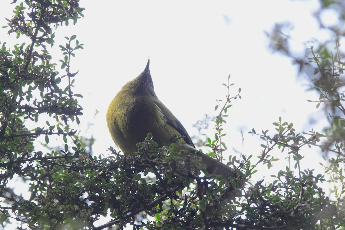 New Zealand Bellbird - ML646828064
