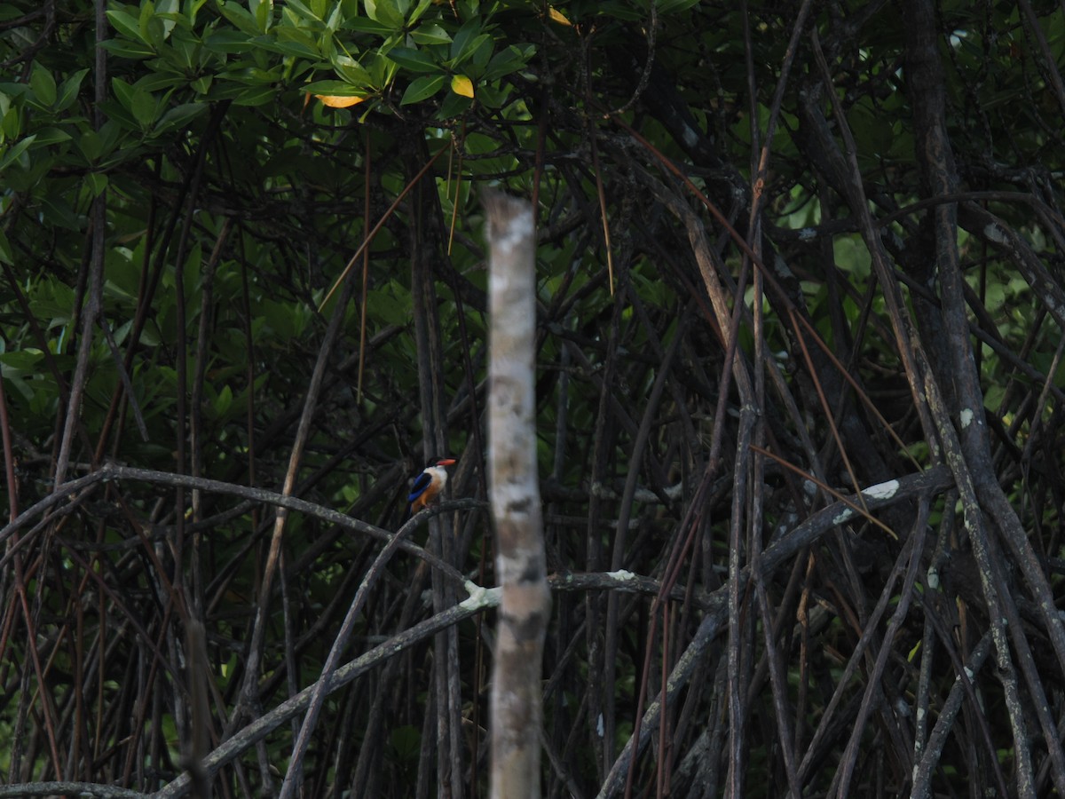 黑頭翡翠 - ML646828072