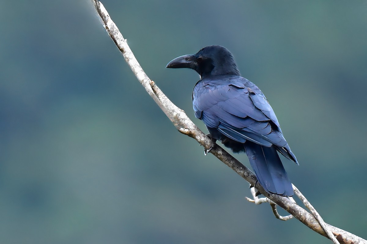 Philippine Jungle Crow - ML646828073