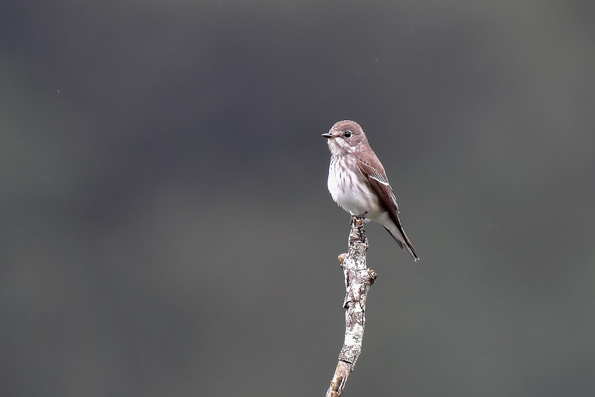 Gray-streaked Flycatcher - ML646828079